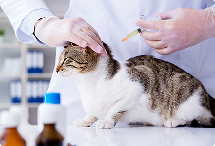 猫の予防接種
